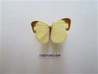 藏品(北黃蝶)的圖片